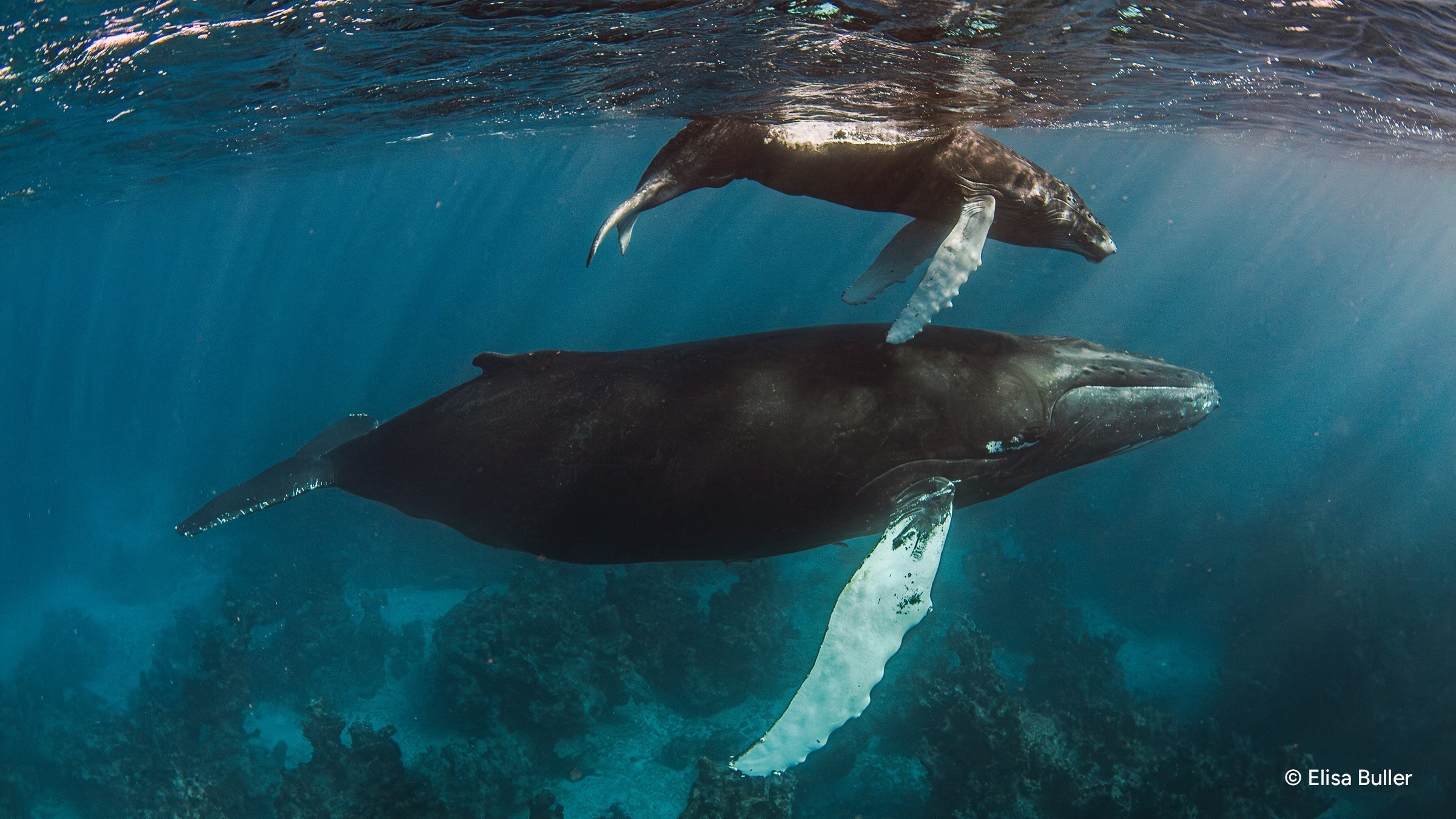 Where the Giants Sing: The World’s Most Magical Places to Swim with Humpback Whales
